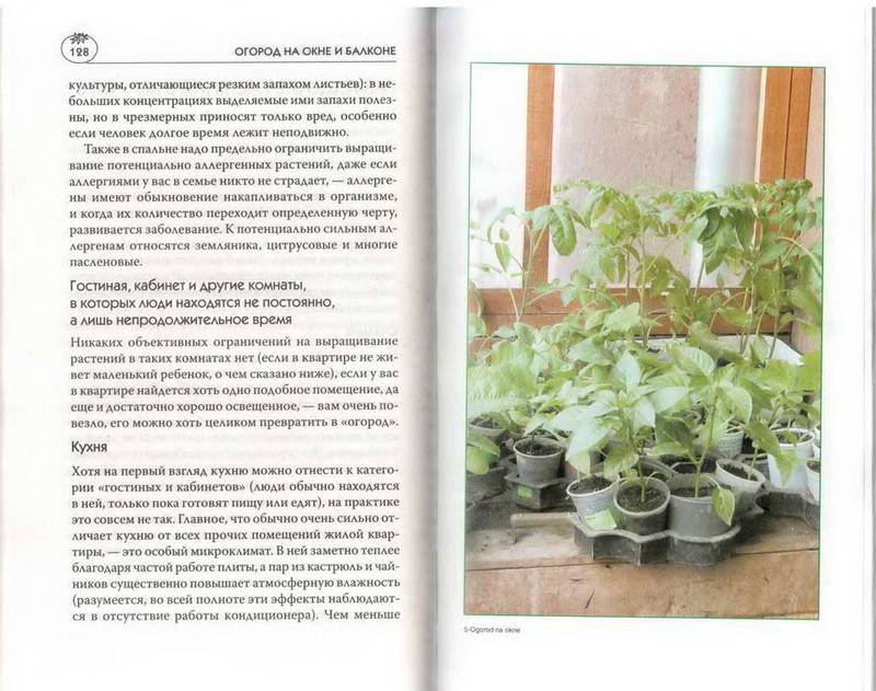 Иллюстрация 8 из 27 для Огород на окне и балконе - Мария Цветкова | Лабиринт - книги. Источник: Ялина
