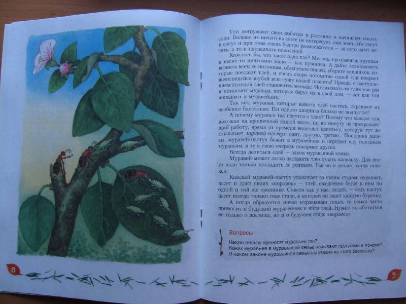 Иллюстрация 13 из 24 для Кто в муравейнике живет: книга для чтения детям - Александр Тамбиев | Лабиринт - книги. Источник: Red cat ;)