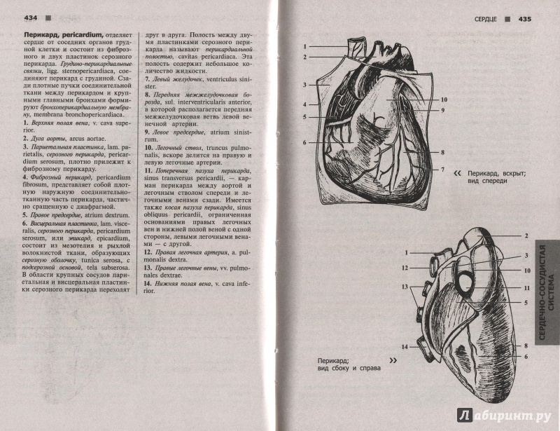 Иллюстрация 10 из 21 для Справочный атлас анатомии человека (На основе Международной анатомической терминологии) - Рудольф Самусев | Лабиринт - книги. Источник: Andrey29