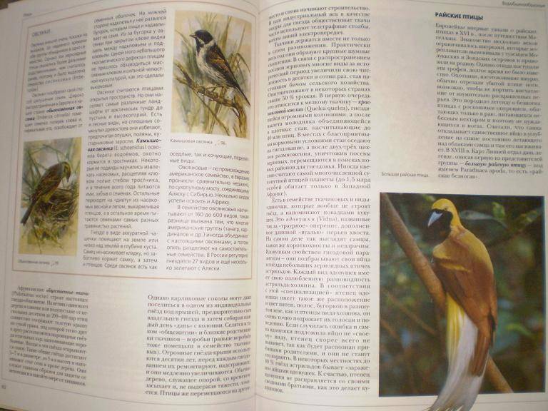 Иллюстрация 21 из 36 для Энциклопедия для детей. Птицы и звери (+CD) | Лабиринт - книги. Источник: Ягодка