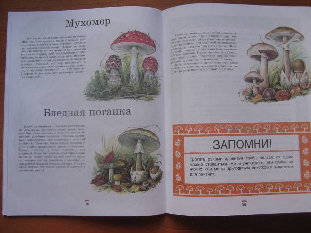 Иллюстрация 6 из 35 для Царство грибов: книга для чтения детям - Лидия Гарибова | Лабиринт - книги. Источник: varta