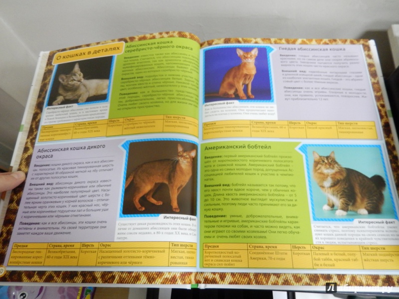 Иллюстрация 7 из 20 для Энциклопедия о кошках. Все о кошках | Лабиринт - книги. Источник: dbyyb