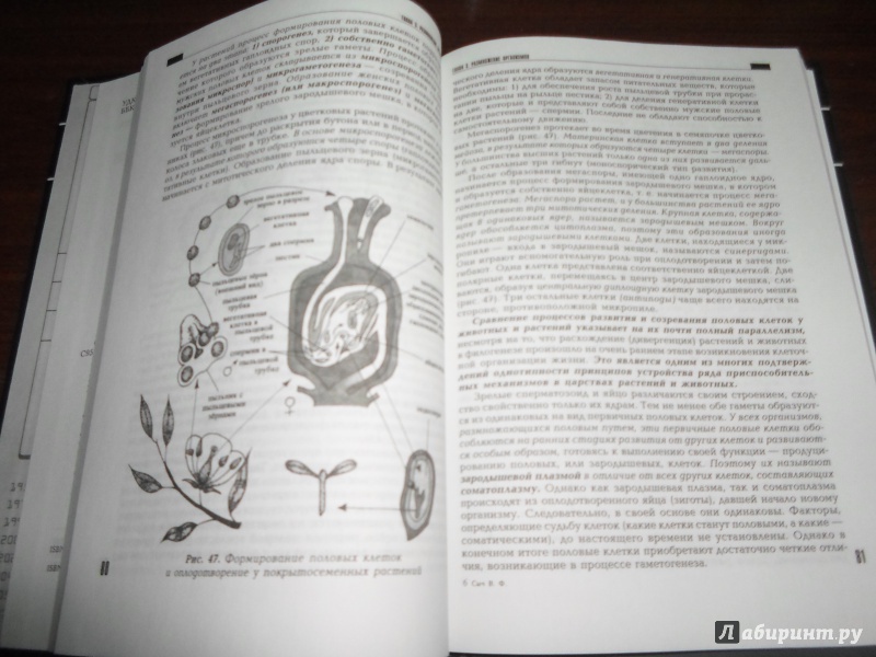 Иллюстрация 33 из 51 для Общая биология. Учебник - Виталий Сыч | Лабиринт - книги. Источник: Доктор Сон