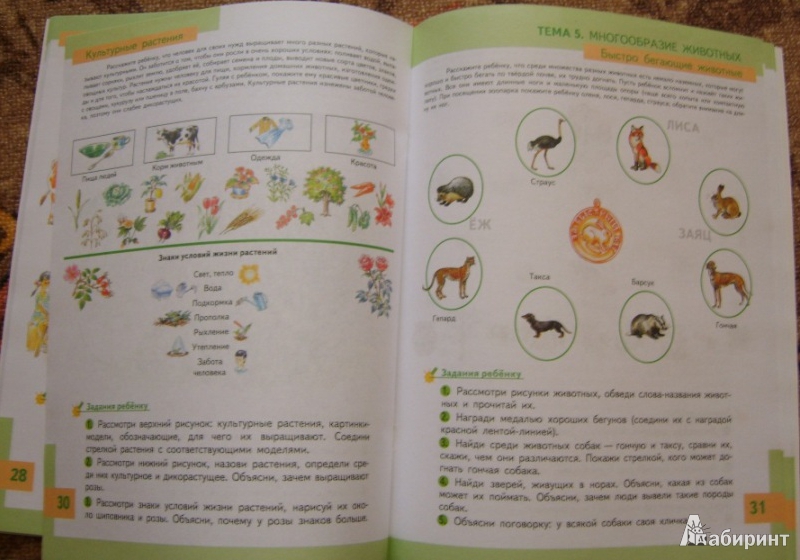 Иллюстрация 17 из 22 для Познаем природу - готовимся к школе: экологическая тетрадь для детей шестилетнего возраста - Николаева, Волкова | Лабиринт - книги. Источник: Tatka