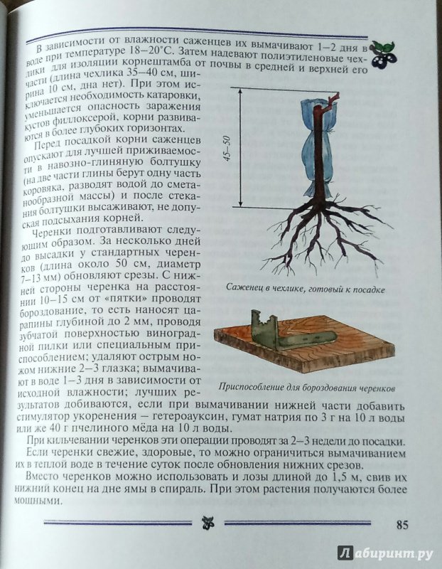 Иллюстрация 22 из 29 для Виноград на приусадебном участке. Пособие для садоводов-любителей - Раджабов, Зармаев | Лабиринт - книги. Источник: *** Татьянка