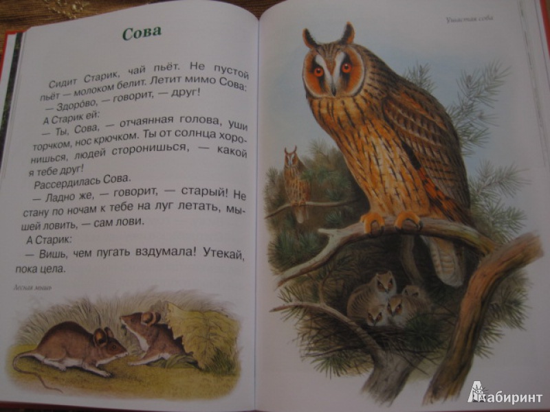 Иллюстрация 4 из 62 для Сказки и рассказы о животных - Виталий Бианки | Лабиринт - книги. Источник: Книгомама