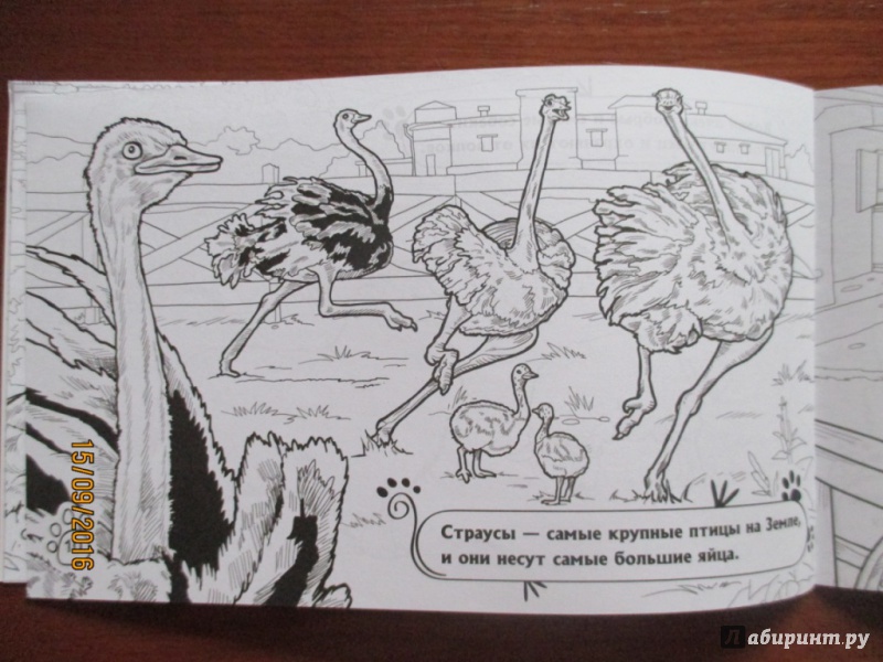 Иллюстрация 9 из 14 для На ферме | Лабиринт - книги. Источник: Марина Епифанцева