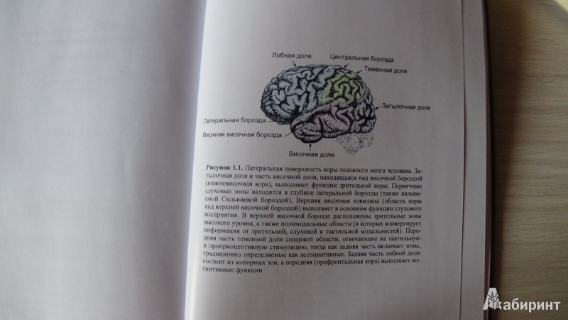 Иллюстрация 3 из 12 для Зеркала в мозге. О механизмах совместного действия и сопереживания - Риццолатти, Синигалья | Лабиринт - книги. Источник: Консультант по наукам