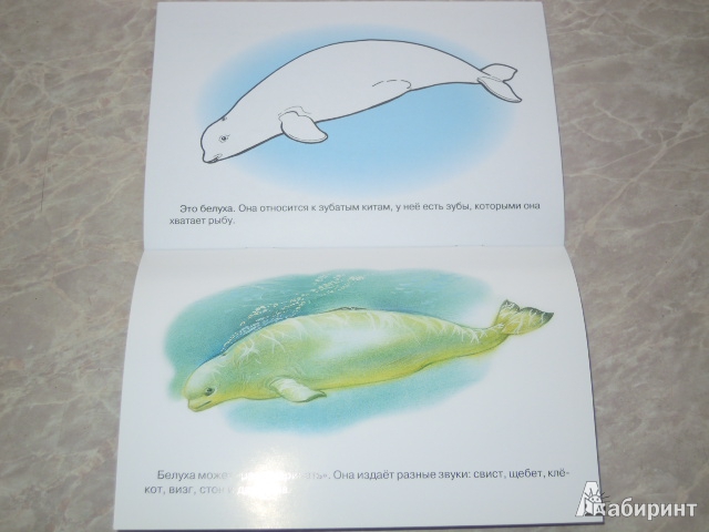 Иллюстрация 10 из 23 для Раскраска. Животные Арктики и Антарктики. | Лабиринт - книги. Источник: Iwolga