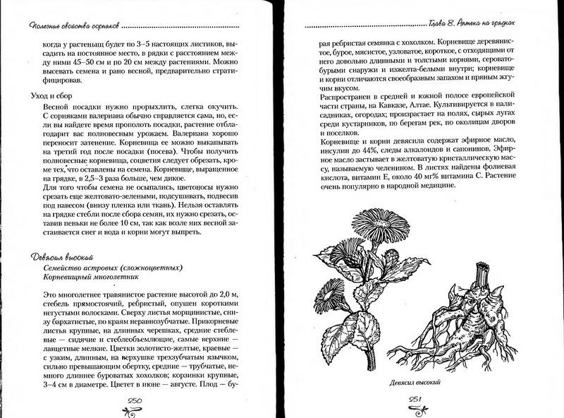 Иллюстрация 22 из 38 для Полезные свойства сорняков - Нелли Кислова | Лабиринт - книги. Источник: Ялина