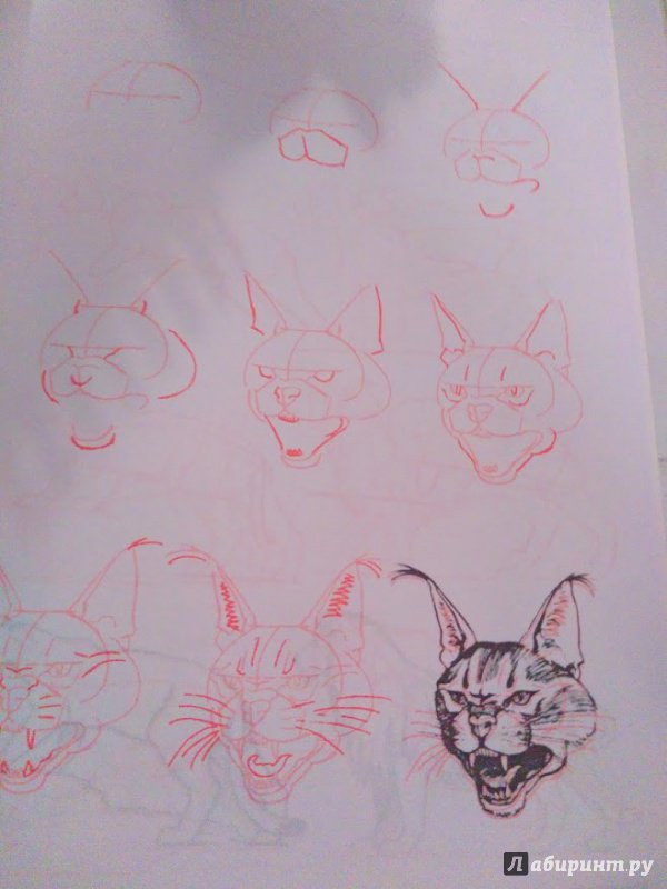 Иллюстрация 32 из 35 для Рисуем 50 кошек - Ли Эймис | Лабиринт - книги. Источник: Nadya_Che
