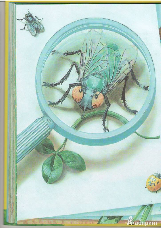 Иллюстрация 18 из 41 для Большая книга сказок - Виталий Бианки | Лабиринт - книги. Источник: Ланна