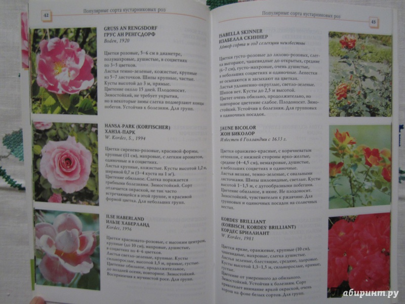 Иллюстрация 7 из 14 для Кустарниковые розы - Л.И. Бумбеева | Лабиринт - книги. Источник: A. Fragaria