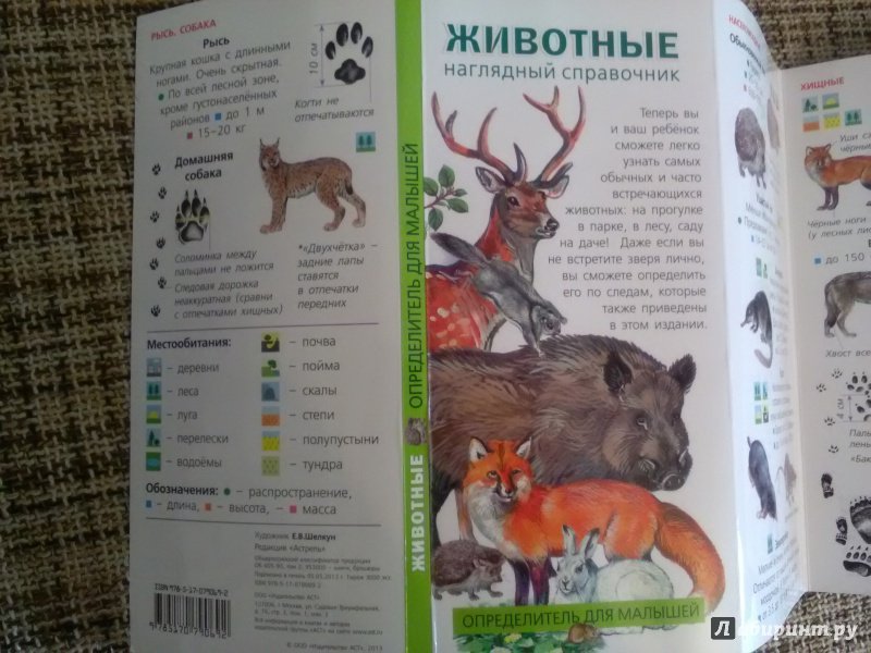 Иллюстрация 6 из 18 для Животные. Определитель для малышей | Лабиринт - книги. Источник: SergP