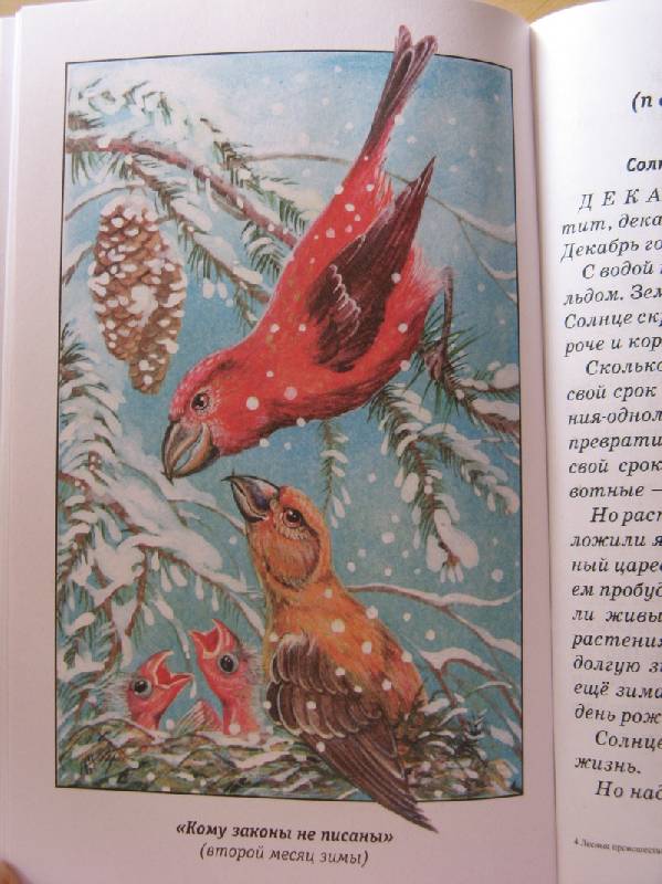Иллюстрация 11 из 12 для Лесные происшествия - Виталий Бианки | Лабиринт - книги. Источник: Осень-рыжая подружка.
