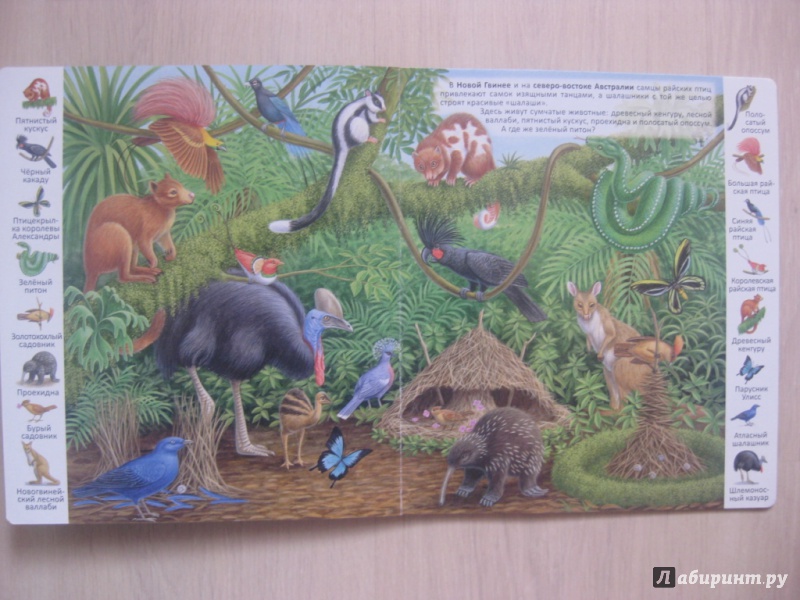 Иллюстрация 5 из 39 для Животные и растения тропических лесов | Лабиринт - книги. Источник: Ведникова  Светлана