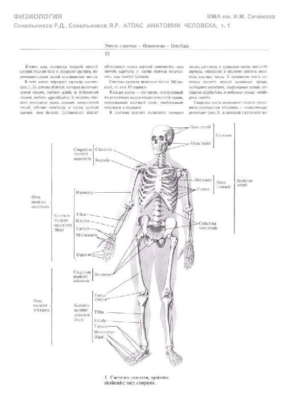 Иллюстрация 24 из 33 для Атлас анатомии человека. В 4-х томах. Том 1. Учебное пособие - Синельников, Синельников, Синельников | Лабиринт - книги. Источник: Флинкс