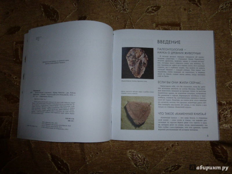 Иллюстрация 16 из 66 для Палеонтология в картинках - Ирина Яковлева | Лабиринт - книги. Источник: Книгомама