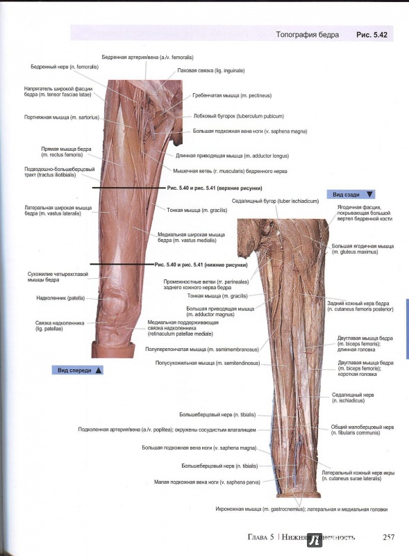 Иллюстрация 14 из 22 для A.D.A.M. Атлас анатомии человека - Олсон, Павлина | Лабиринт - книги. Источник: Andrey29