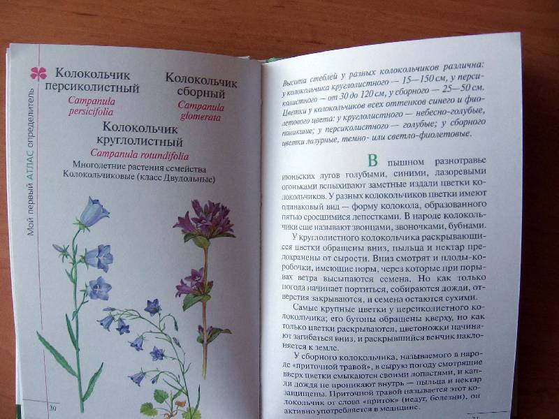Иллюстрация 18 из 21 для Атлас: Растения луга - Козлова, Сивоглазов | Лабиринт - книги. Источник: Red cat ;)
