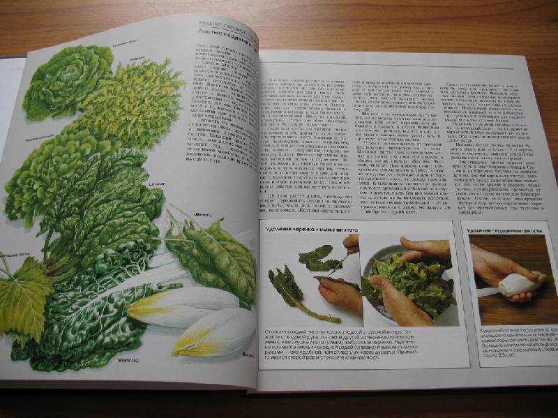 Иллюстрация 41 из 49 для Овощи | Лабиринт - книги. Источник: tayana