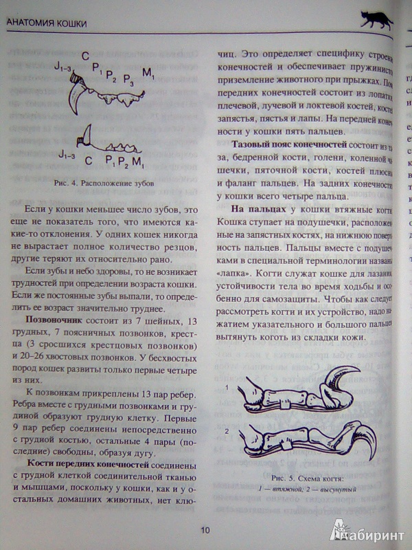 Иллюстрация 6 из 53 для Все о кошке. Породы, содержание, питание - Дарья Дазидова | Лабиринт - книги. Источник: Салус