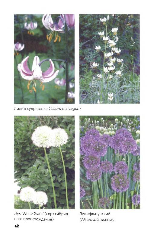 Иллюстрация 10 из 33 для Многолетние цветы в дизайне сада: Эффектные гиганты - Светлана Воронина | Лабиринт - книги. Источник: Юта