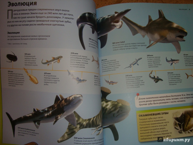Иллюстрация 10 из 19 для Акулы | Лабиринт - книги. Источник: Ярославцева  Марина Викторовна