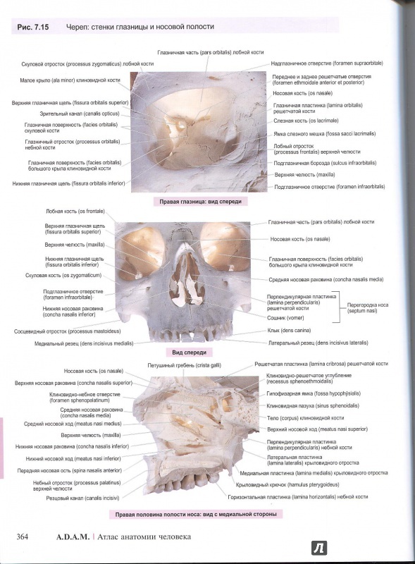 Иллюстрация 12 из 22 для A.D.A.M. Атлас анатомии человека - Олсон, Павлина | Лабиринт - книги. Источник: Andrey29