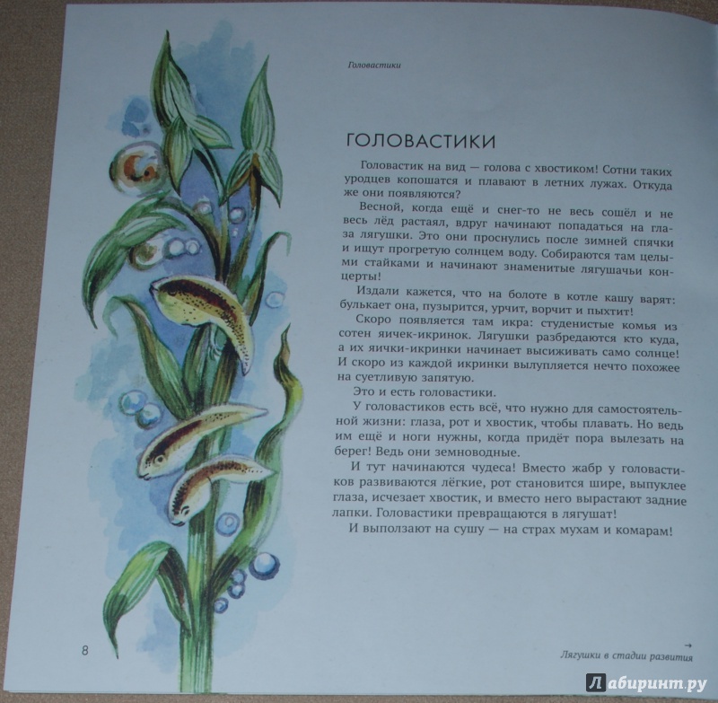 Иллюстрация 41 из 74 для Земноводные - Николай Сладков | Лабиринт - книги. Источник: Книжный кот