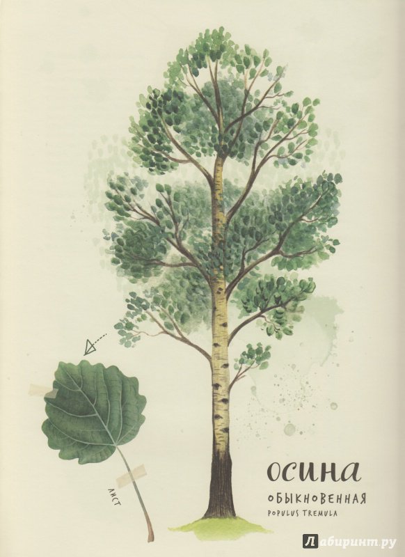 Иллюстрация 32 из 126 для Мой гербарий. Листья деревьев - Анна Васильева | Лабиринт - книги. Источник: Иринка