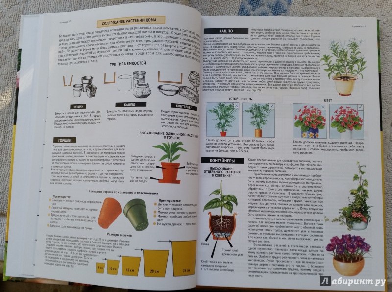 Иллюстрация 20 из 31 для Все о комнатных растениях - Дэвид Хессайон | Лабиринт - книги. Источник: pocket_tiger