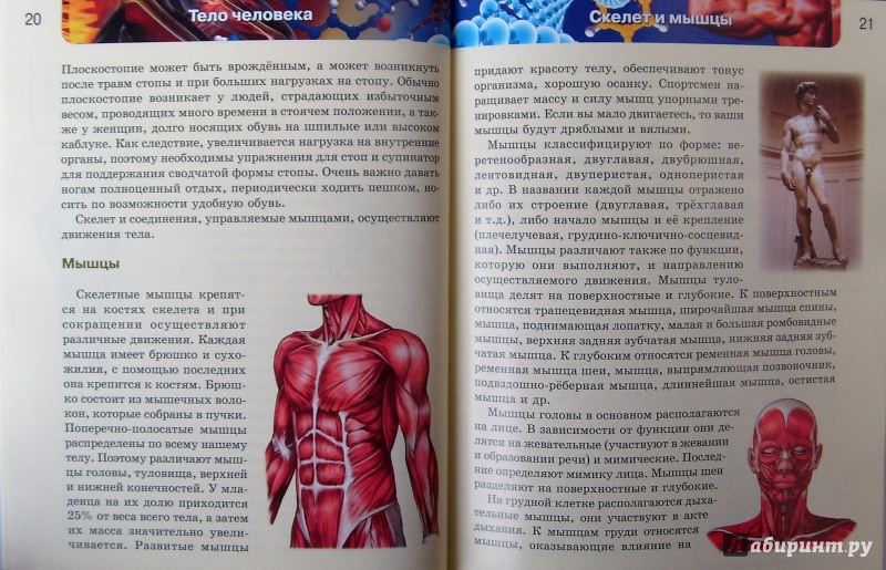 Читать книгу в теле пацана полностью. Страницы из книги тело человека. Книга тело. Лабиринт тело человека. Тело человека книга.