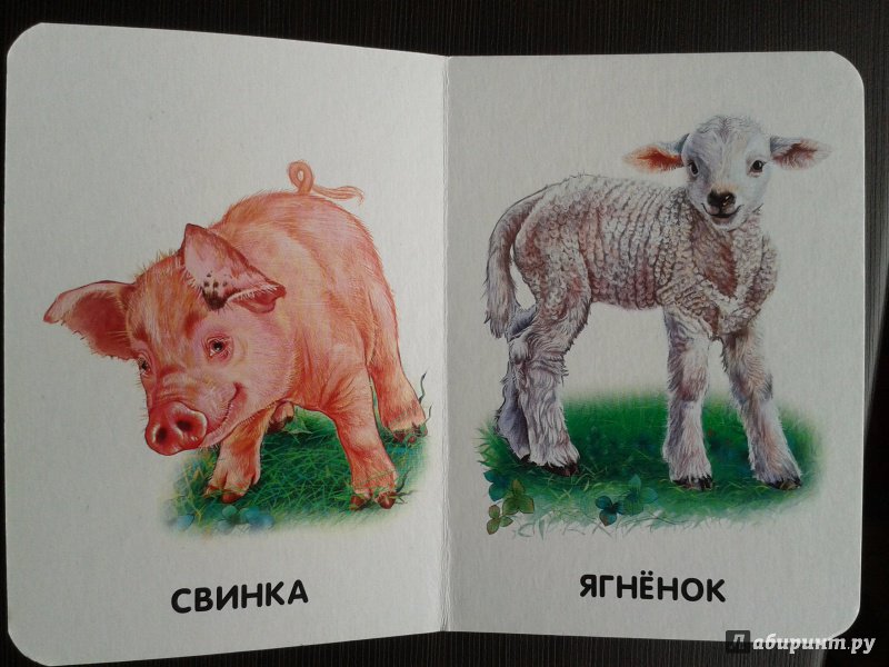 Иллюстрация 10 из 29 для Домашние животные | Лабиринт - книги. Источник: Киреичева  Любовь Михайловна
