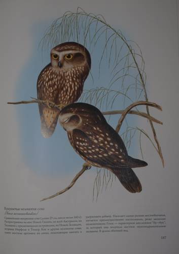 Иллюстрация 11 из 51 для Птицы Австралии (в футляре) - Джон Гульд | Лабиринт - книги. Источник: Наталья Бухтиярова