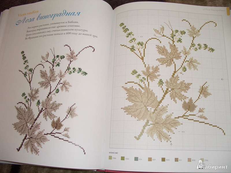 Иллюстрация 25 из 26 для Садовые цветы, вышитые крестом - Вероник Ажинер | Лабиринт - книги. Источник: variae lectiones