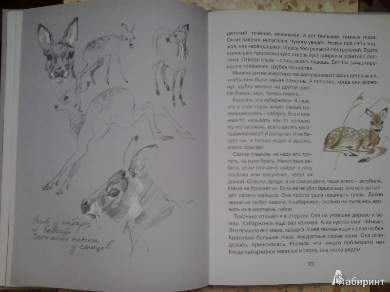 Иллюстрация 12 из 45 для Заячье зеркало - Семен Устинов | Лабиринт - книги. Источник: Dogdik