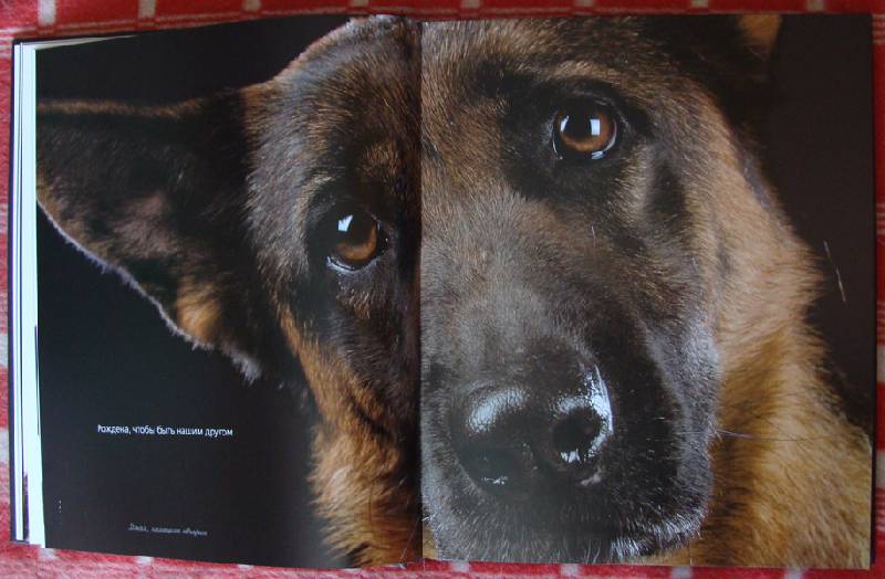Иллюстрация 34 из 37 для Жизнь собак - Громис ди Трана Катерина | Лабиринт - книги. Источник: ЛиС-а