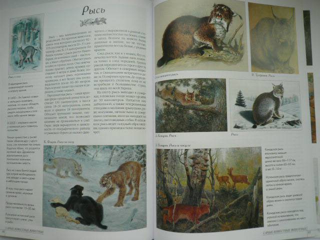 Иллюстрация 50 из 52 для Самые известные животные | Лабиринт - книги. Источник: Nadezhda_S