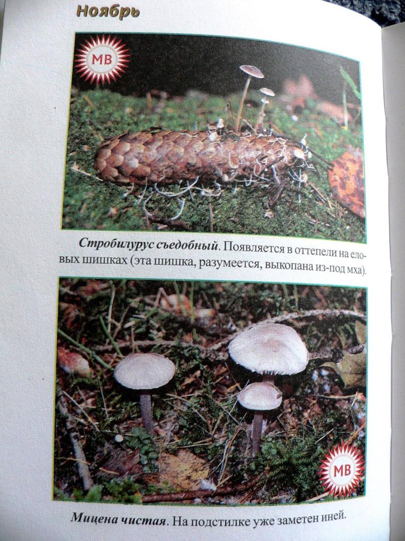 Иллюстрация 16 из 32 для За грибами с ноября по май - Михаил Вишневский | Лабиринт - книги. Источник: Mурaшкa