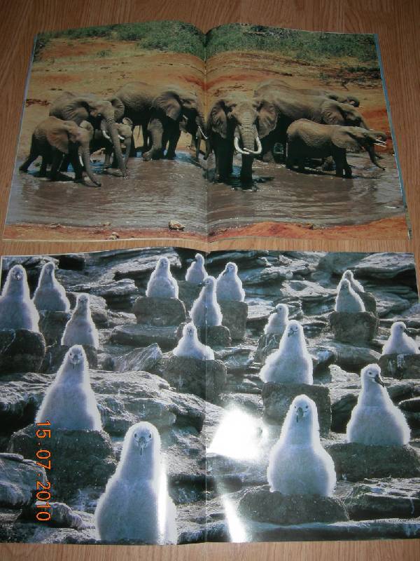 Иллюстрация 19 из 96 для Мир животных (17 книг в боксе) | Лабиринт - книги. Источник: Соловей