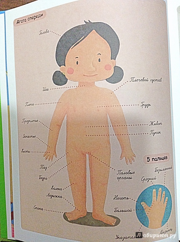Иллюстрация 6 из 16 для Первая книга для малышей обо всём на свете - Сесиль Жюгла | Лабиринт - книги. Источник: Агеева  Ирина