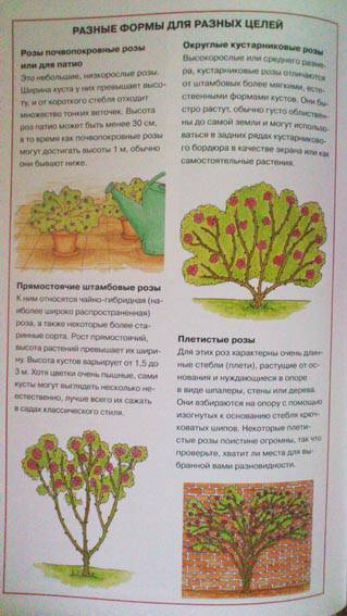 Иллюстрация 24 из 24 для Сад твоей мечты. Цветы и растения - Берни, Тугуд | Лабиринт - книги. Источник: Lena