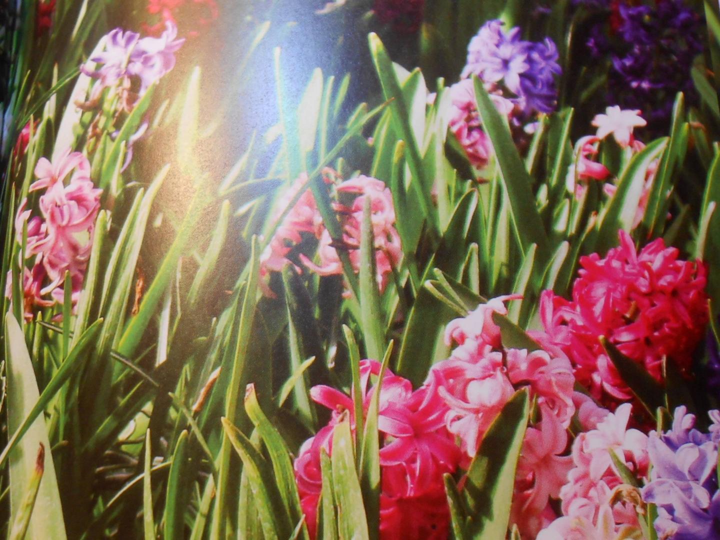 Иллюстрация 23 из 24 для Мои прекрасные цветы - Шахова, Земская | Лабиринт - книги. Источник: Леан
