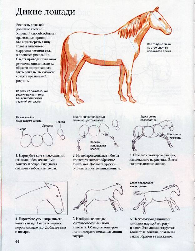 Иллюстрация 1 из 2 для Как научиться рисовать животных - Анна Мильборн | Лабиринт - книги. Источник: *  Татьяна *