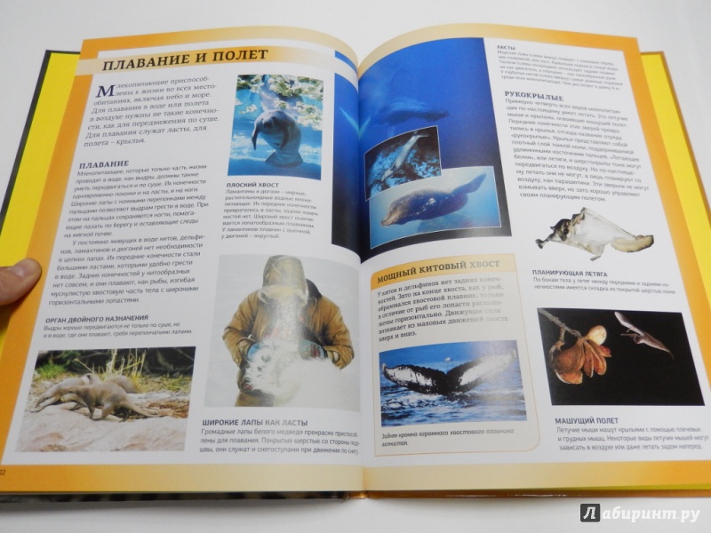 Иллюстрация 6 из 36 для Млекопитающие. Энциклопедия для школьников - Даниэль Джилпин | Лабиринт - книги. Источник: dbyyb