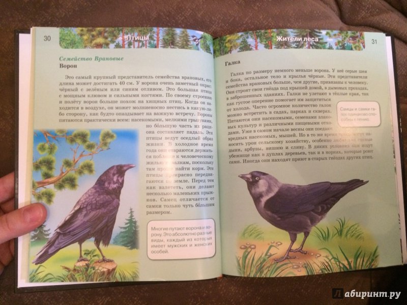 Иллюстрация 58 из 61 для Птицы | Лабиринт - книги. Источник: Лабиринт