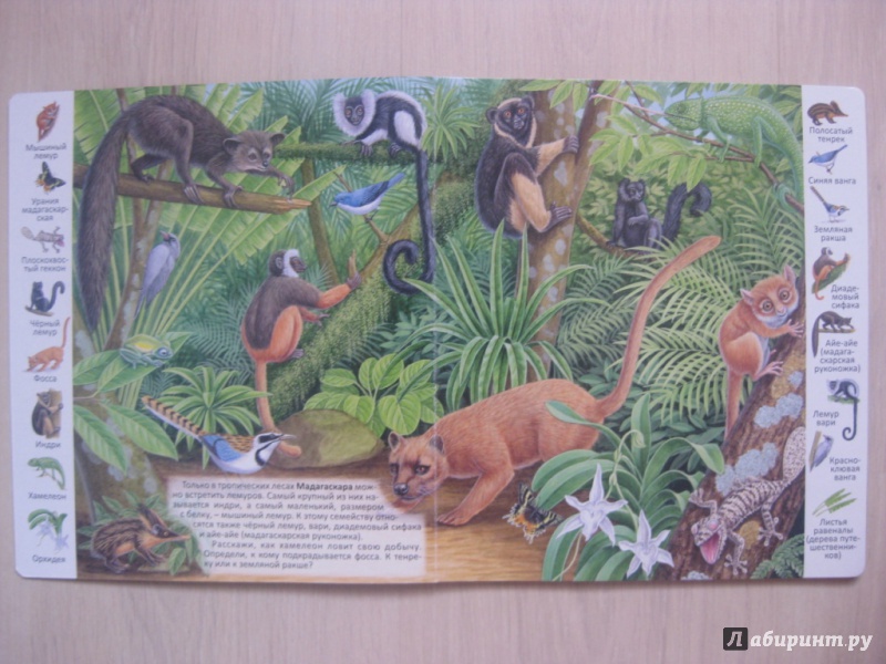 Иллюстрация 3 из 39 для Животные и растения тропических лесов | Лабиринт - книги. Источник: Ведникова  Светлана
