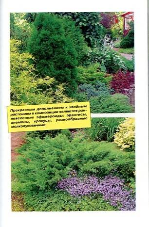Иллюстрация 4 из 13 для Лучшие хвойные растения в дизайне сада - Юрий Марковский | Лабиринт - книги. Источник: Лабиринт-чит