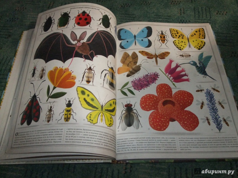 Иллюстрация 41 из 56 для Пчелы - Петр Соха | Лабиринт - книги. Источник: Лабиринт